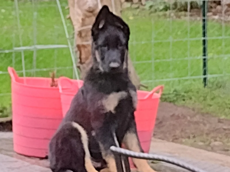 Elaina's German Shepherds