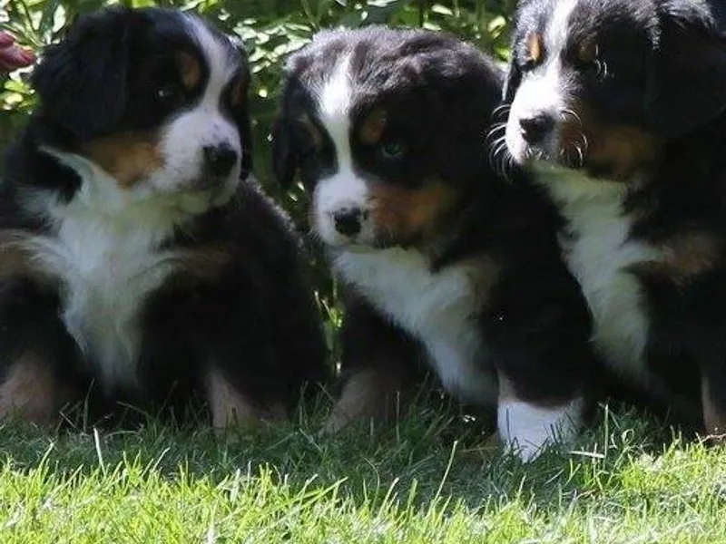 Elaine Pelletier's Bernese Mountain Dogs