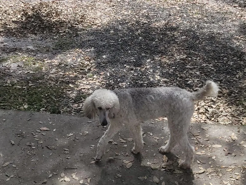 Elaine's Poodles