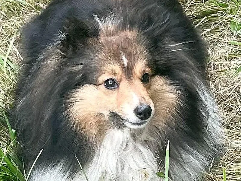 Elaraia Shetland Sheepdogs