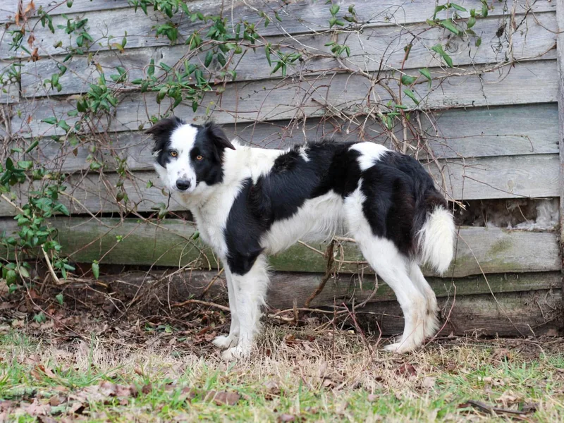 Elawodi Border Collies