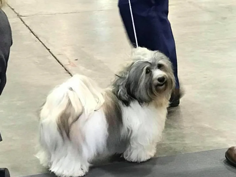 Elbron Havanese