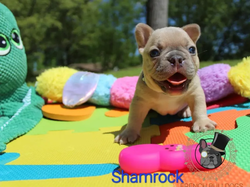 Elegant East Coast French Bulldogs