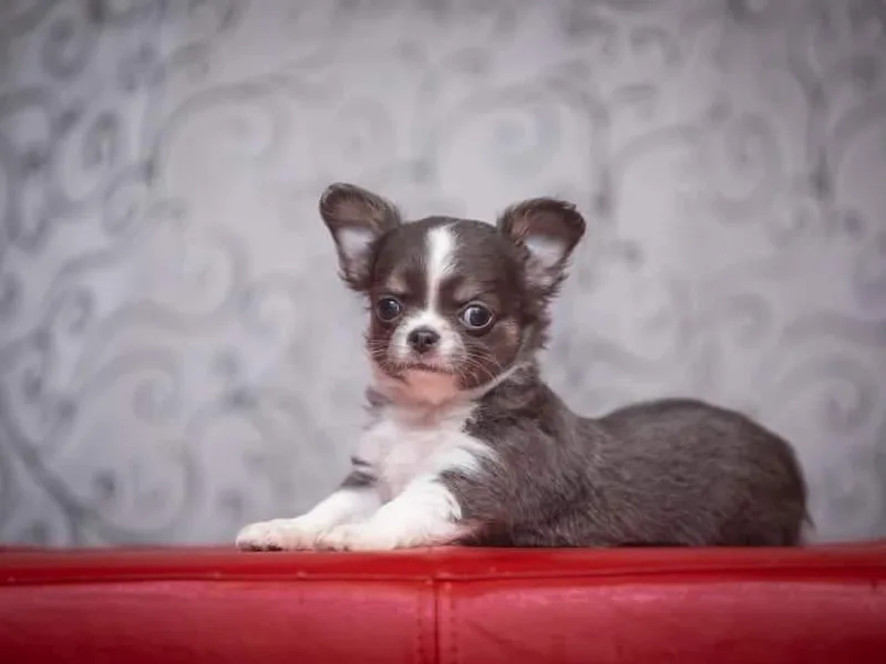 Elegant Exotic Chihuahua's