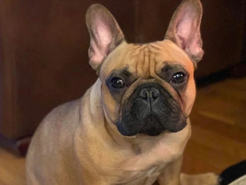Elel’s French Bulldogs