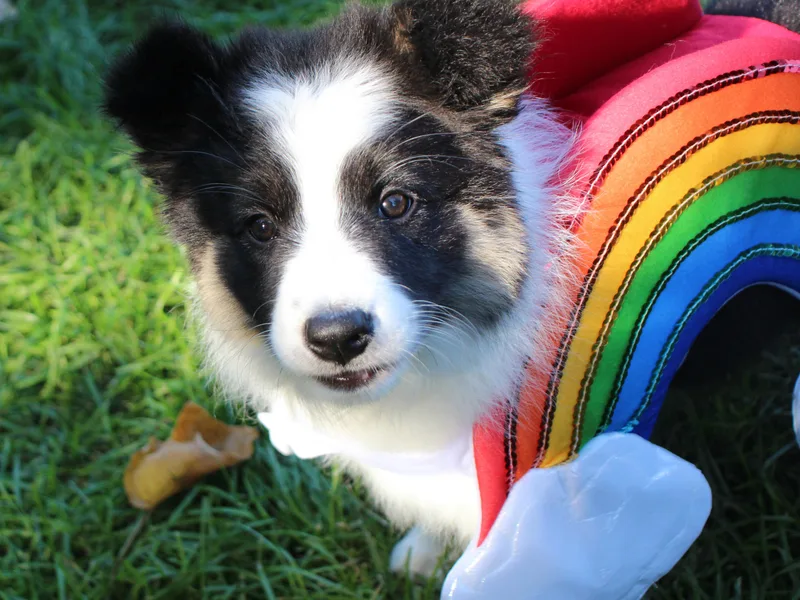 Element Border Collies