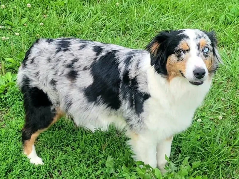 Elemental Mini Aussies photo 1