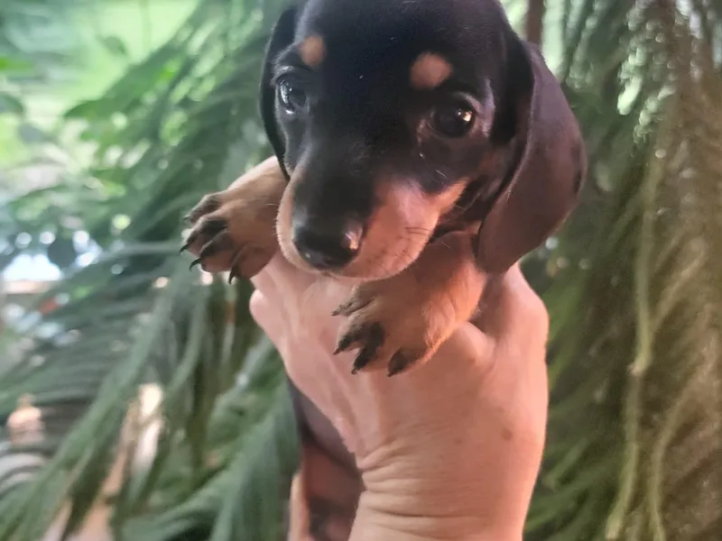 Elena's Miniature Dachshunds
