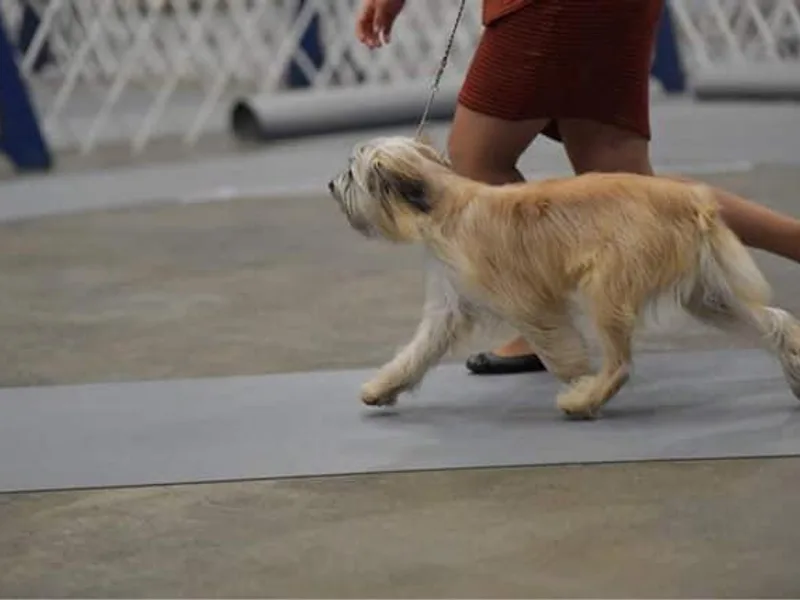 Eleuthera Pyrenean Shepherds