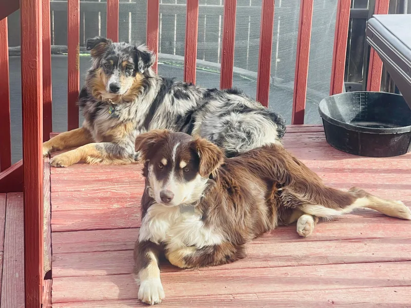 Elevation Kennels photo 1