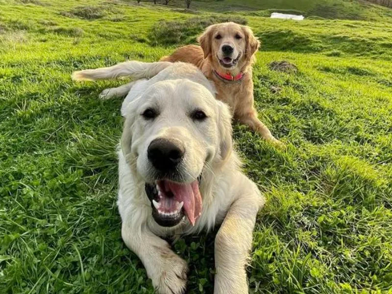 Elevation Retrievers