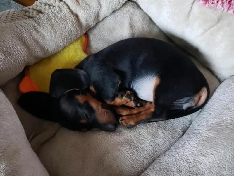 Elisabeth Marocchini's Dachshunds