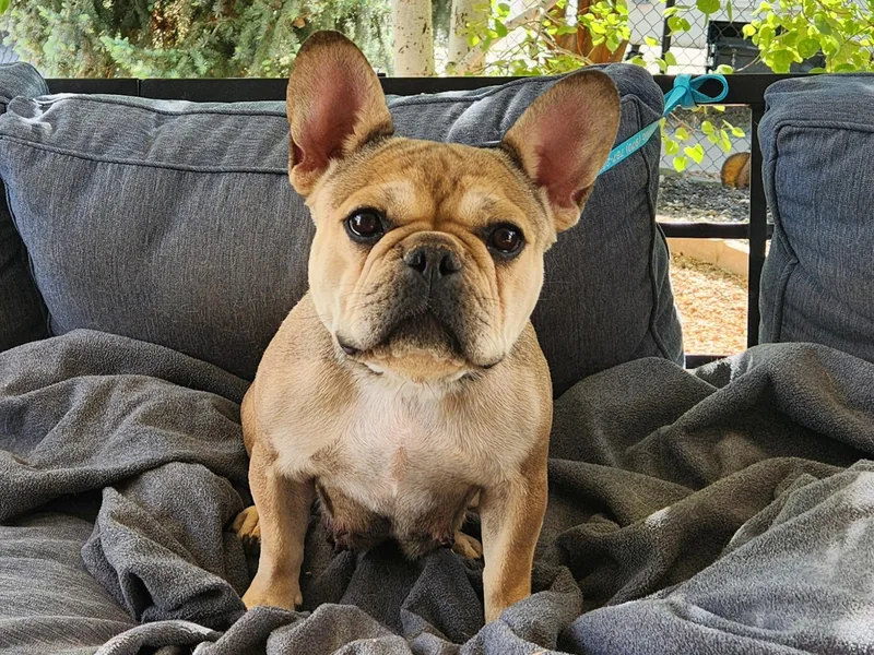 Elisabeth's Frenchies