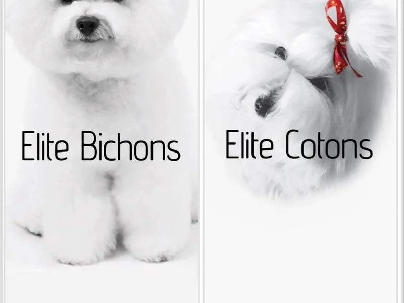 Elite Bichons; Elite Cotons