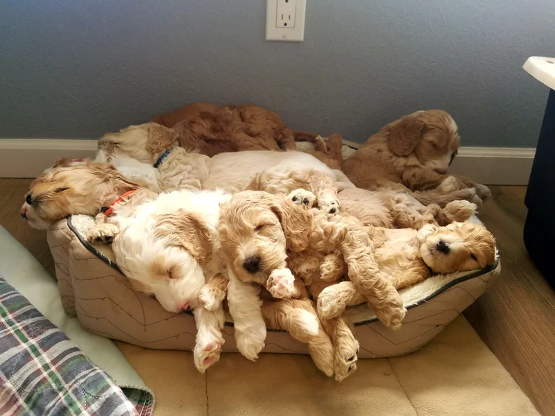 Elite Blend Labradoodles