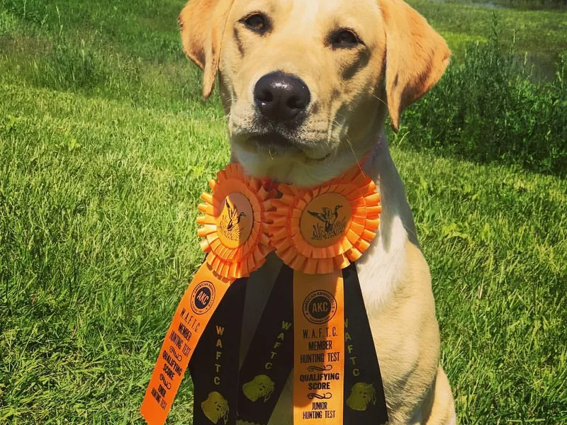 Elite Canine Training &amp; Outfitters