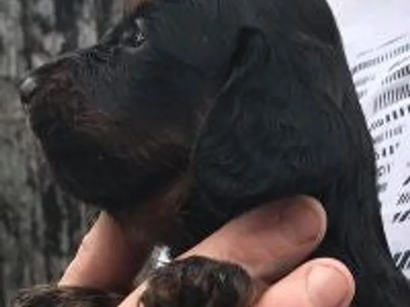 Elite Dachshunds  photo 1