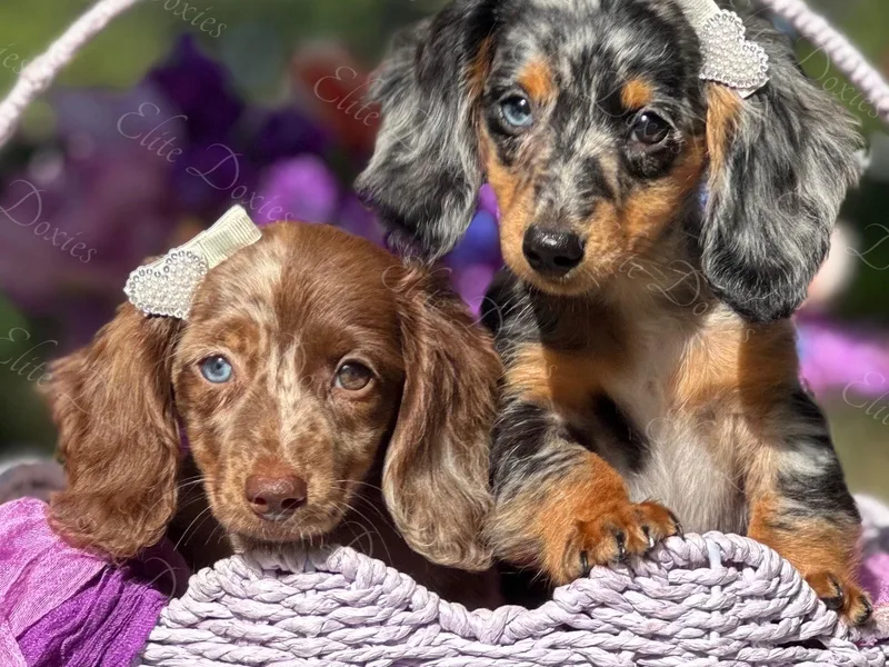 Elite Doxies Florida