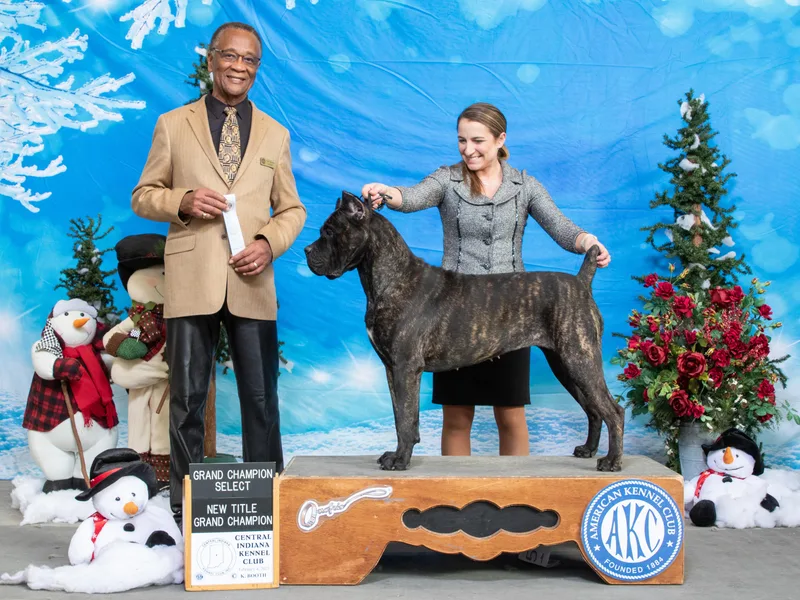 Elite Empire Cane Corso