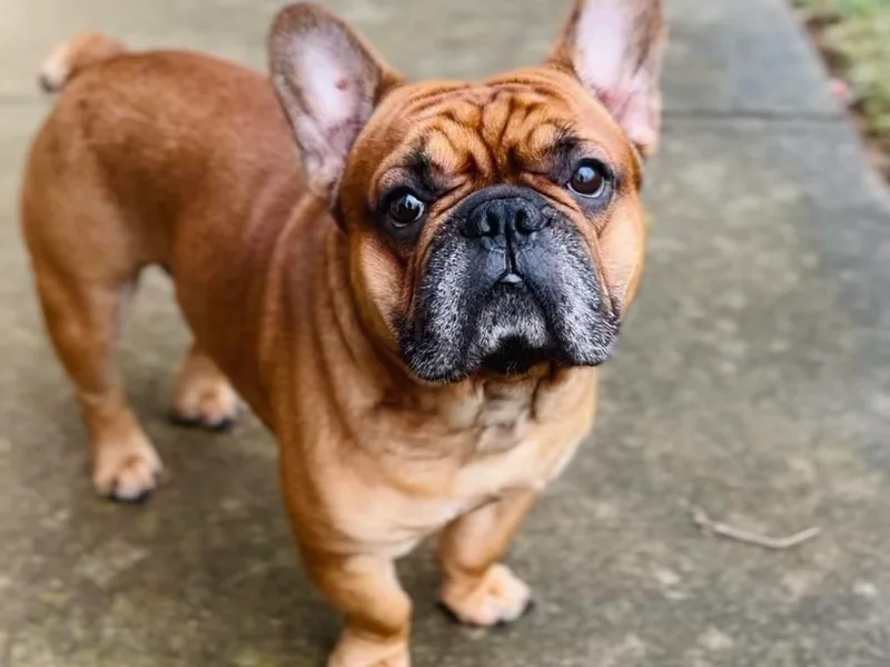 Elite Frenchies of NC