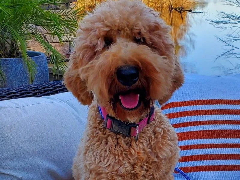 Elite Goldendoodles and Bernedoodles