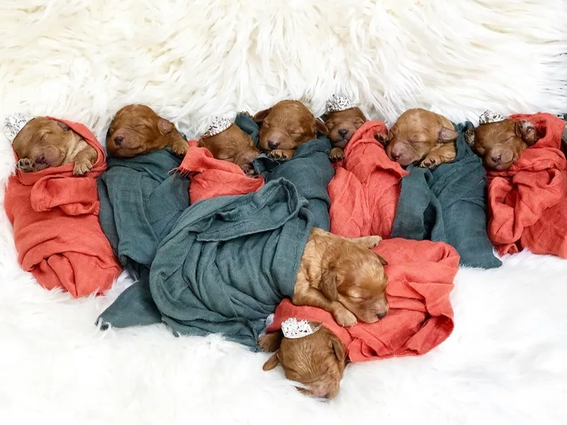 Elite Mini Labradoodles