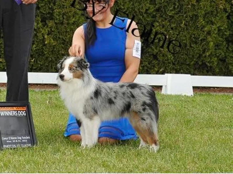 Elite Miniature American Shepherds
