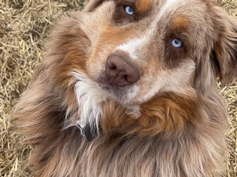 Elite Puppies of Oklahoma