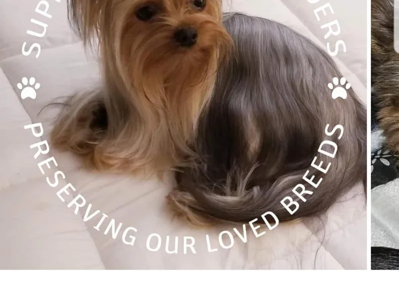 Elite's Touch of Klas quality Yorkies