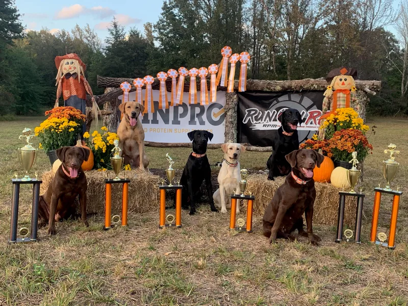 Elite Shed Hunting Retrievers