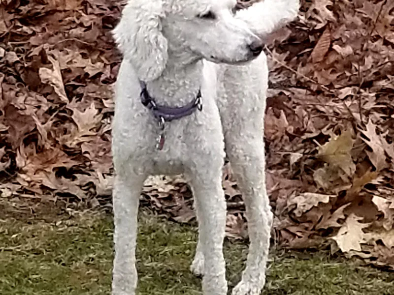 Elite Standard Poodle