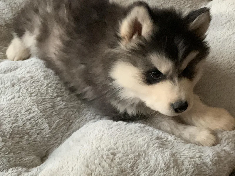 Elite Therapy Pups photo 1
