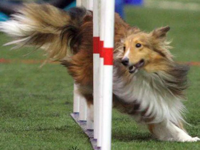 Elizabeth Ann Beck's Shetland Sheepdogs