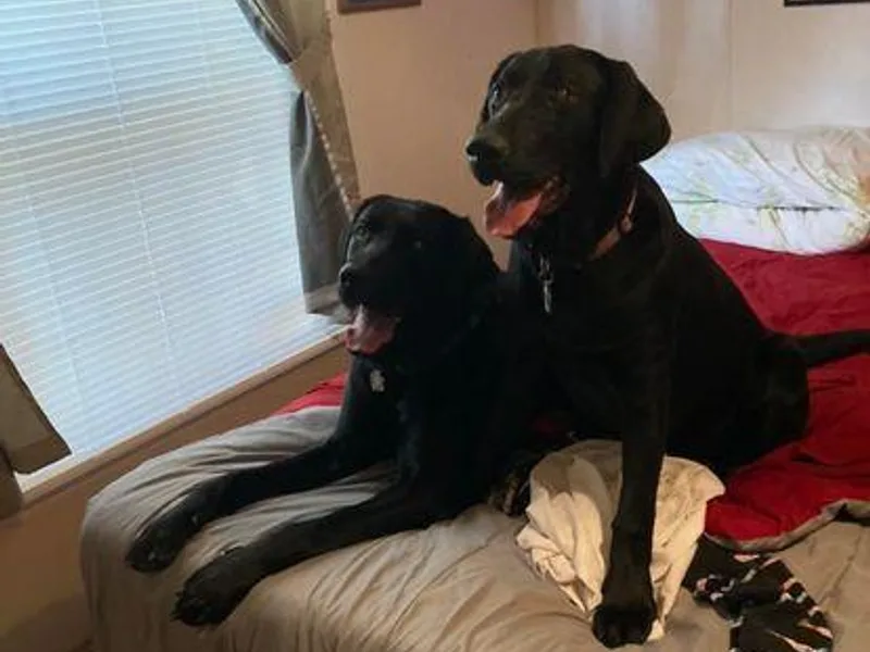 Elizabeth Bundy's Labrador Retrievers