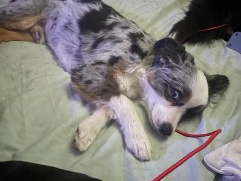 Elizabeth Harrison's Pups