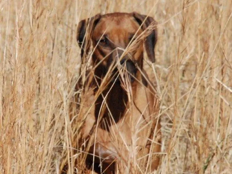 Elizabeth Lane's Rhodesian Ridgebacks