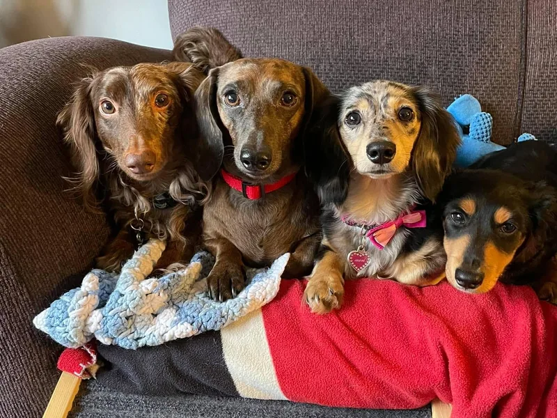 Elizabeth's Dachshunds
