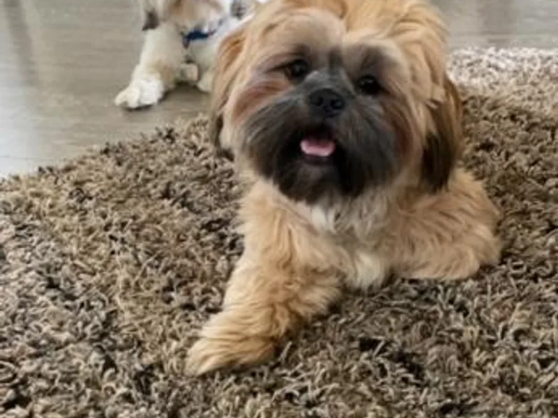 Elizabeth's pups