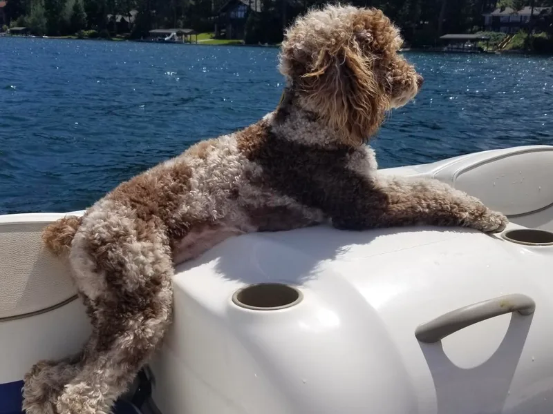 Elk Mountain Doodles