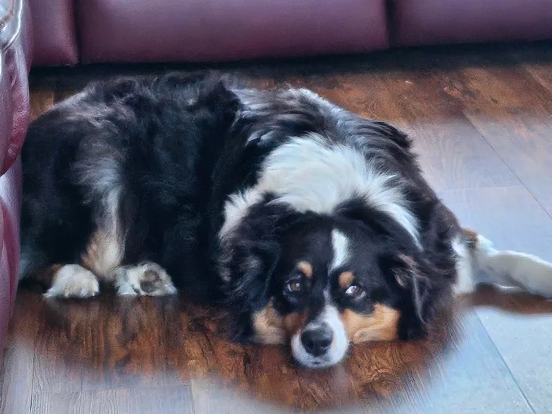 Elk Ridge Australian Shepherds