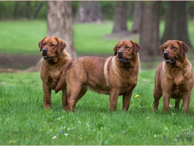 Elkens Labradors