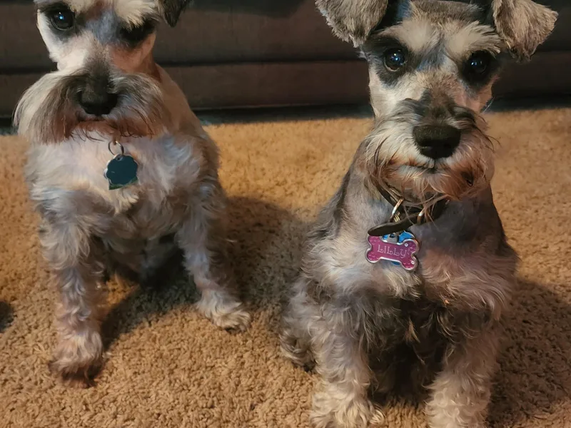 Elkhorn Valley Miniature Schnauzers