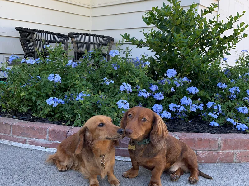 Ella's Mini Long Haired Dachshunds
