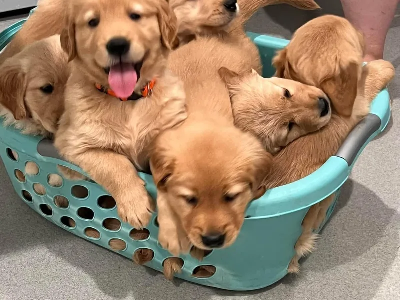 Ellabell Goldens