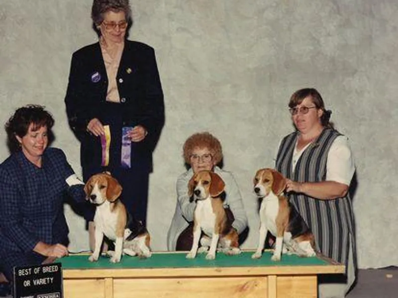 Ellanne's Beagles
