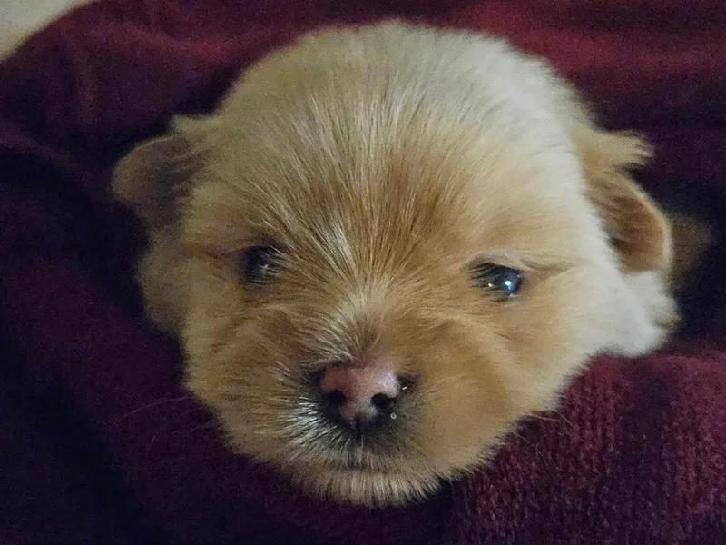 EllaThePorkie photo 1
