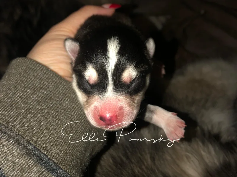 Elle Pomsky photo 1