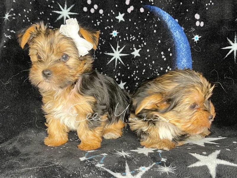 Elle Yorkies