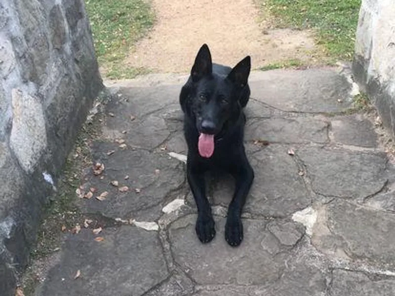 Ellen's German Shepherds