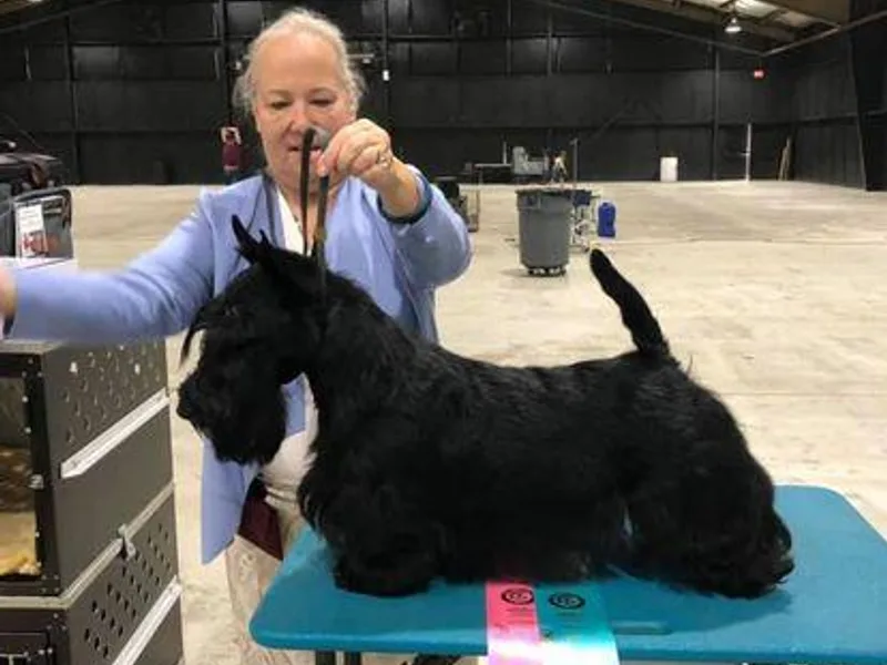 Ellen's Scottish Terriers